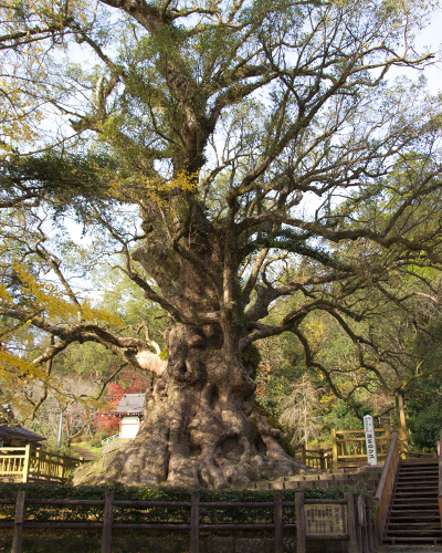 日本一の巨樹「大クス」