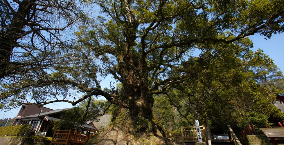 鹿児島 大楠 蒲生八幡神社