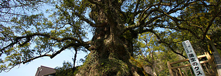 日本一の巨樹